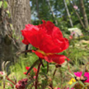 Meet your Posher, Natalie